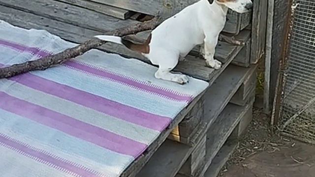 Jack Russell Terrier Odessa (boy)/ Джек Рассел Терьер Одессе (мальчик) смотреть онлайн