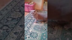 Что бывает с кошками когда они начинают просить кота