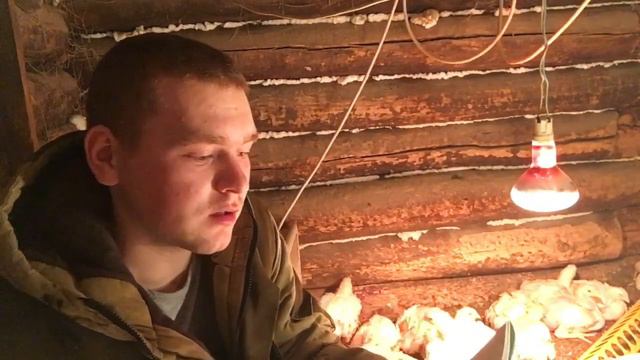 Возможно ли заработать на бройлерах… смотреть онлайн