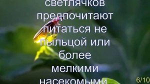 Интересные факты о светлячках