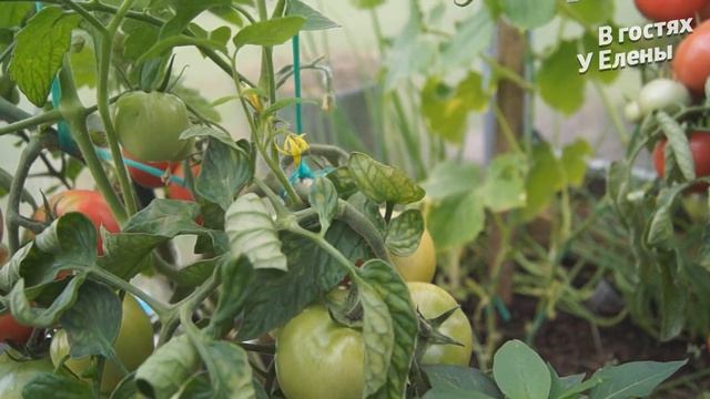 ДАЧА.ВРЕЗКА ВАРОЧНОЙ ПАНЕЛИ. СБОР БАКЛАЖАН. КАБАЧКОВ. СУПЕР ГРЯДКИ. смотреть онлайн