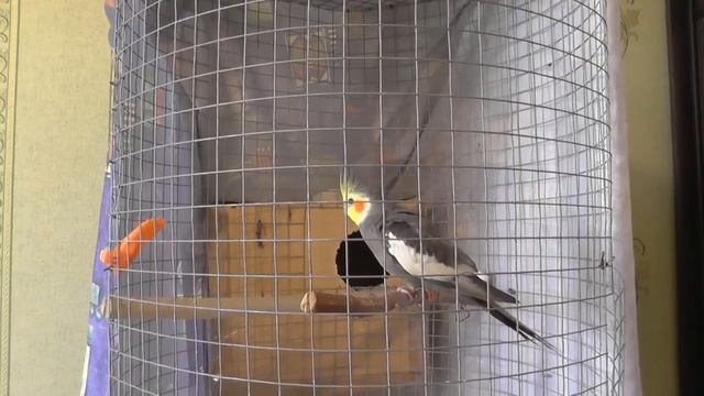 25 Разведение попугаев Две пары 08.05.17 Самцы сидят лучше Новые яйца смотреть онлайн