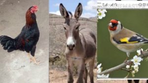 ХАР ДОВАРИ КАРД.Домулло Абдурахим.