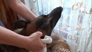 Немецкая овчарка в квартире