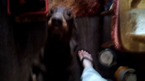 Две таксы в доме это жесть