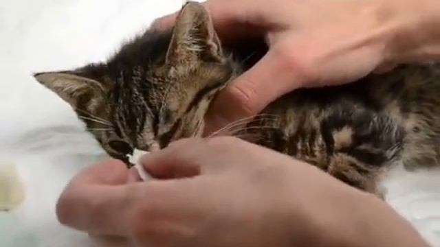 котенок Че-Гевара-Фест высосанный блохами