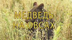 Медведь вышел на поле с овсом. На овсах