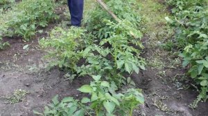 Окучивание картофеля. Когда и как? Надо ли?