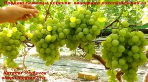 Виноград НОВОЕ СТОЛЕТИЕ ЗГТУ ранний, остается лидером устойчивости, вкуса на виноградниках (Пузенко
