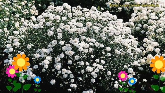 Тысячелистник птармика Зе Перл. Краткий обзор, описание характеристик achillea ptarmica The Pearl смотреть онлайн