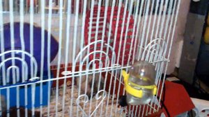 Какой хомяк круче джунгарский или сирийский у Фроси дети