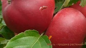 Яблоня обыкновенная Веньяминовское (malus) ? обзор: как сажать, саженцы яблони Веньяминовское