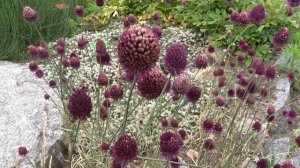 Allium sphaerocephalon