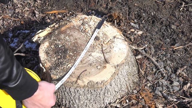 Мэрия проводит проверку по факту незаконной вырубки деревьев на улице Садгородской смотреть онлайн