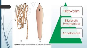 Phylum Platyhelminthes | Animal Kingdom | Classification of Animals | Chapter 4 Class 11th Biology