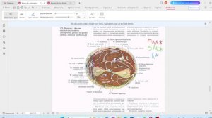 Фасции верхней конечности. Подмышечная ямка и подмышечная полость