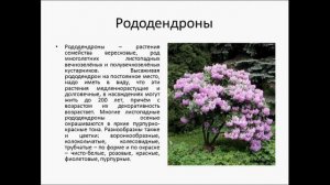 Цветы для кислых почв