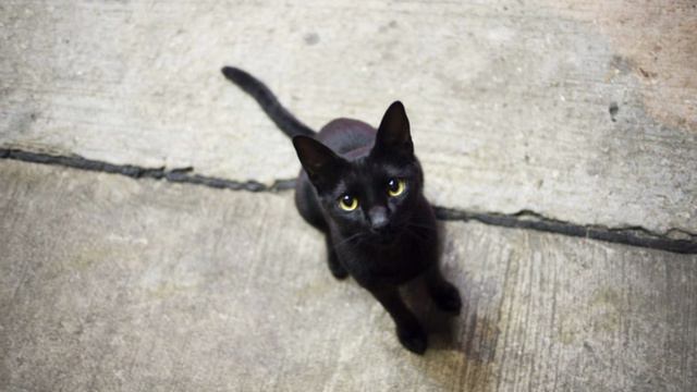 милые котики