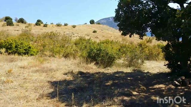 Проверка посадок саженцев Дуба (Черешчатого) пас.Балаклава г.Севастополь смотреть онлайн