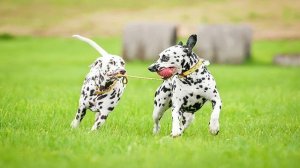 Далматинец / Все о чем вам нужно знать