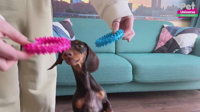 PU9024 Игрушка для собак Pet Universe набор из 2-х колечек с шипами диаметр 9 см смотреть онлайн