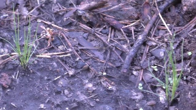 Ковыль "Пушистое облако", в Поволжье, Пенза / Stipa tenuissima growing in 4A zone смотреть онлайн