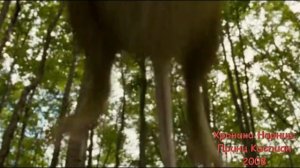 ХРОНИКИ НАРНИИ от худшего к лучшему