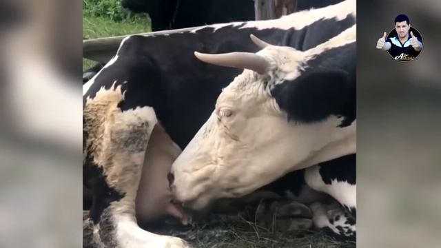 Агар буни тасвирга олишмаганда Хечким ишонмасди !! Топ 24 смотреть онлайн