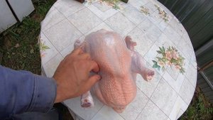 ИТОГ ОТКОРМА БРОЙЛЕРОВ на МЯСО.