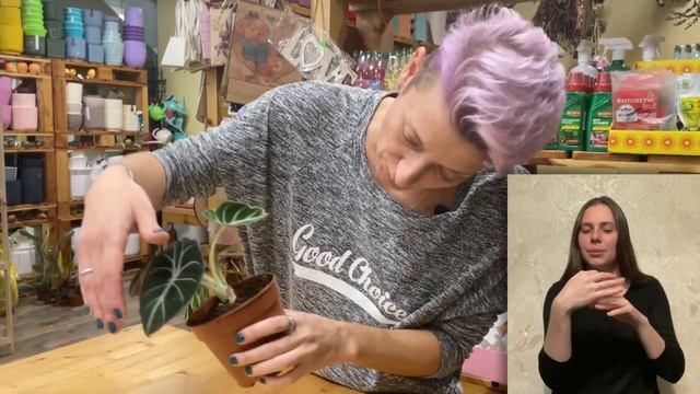 Алоказия Блэк Вельвет { СУРДОПЕРЕВОД } необычный цветок с бархатной кожей. Обзор сорта. смотреть онлайн