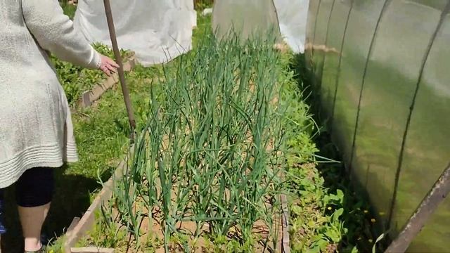 Обзор огорода 11 июня: перцы, ягоды и огурцы назрели. Прячем огород от вредителей и солнца смотреть онлайн