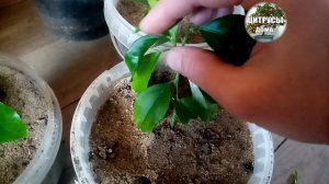 Лимон из косточки основы формирование кроны для красоты и плодоношения