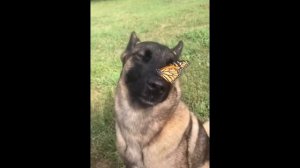 собака с бабочкой на носу