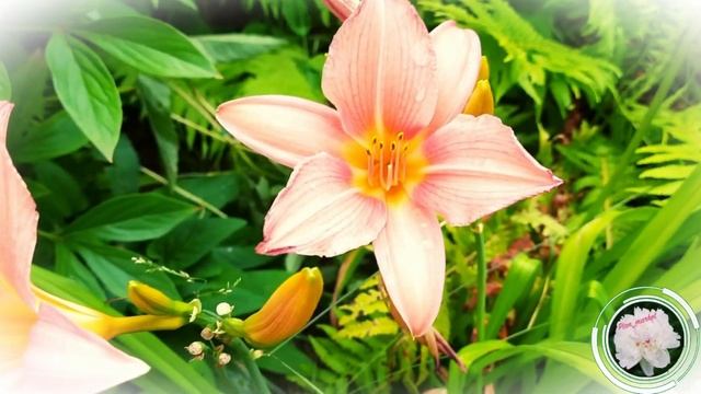 Уход за лилейниками в апреле / Лилейники