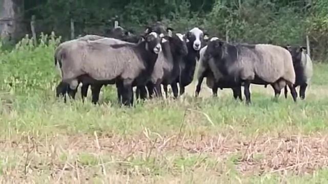 Романовские, селекция Франция 🇫🇷 смотреть онлайн