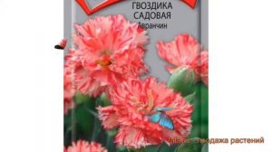 Гвоздика садовая Авранчин (avranchin) ? гвоздика Авранчин обзор: как сажать семена гвоздики Авранчи