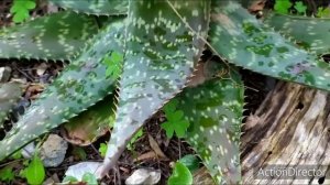 АЛОЭ?моя коллекция 20-2-2020.Aloe my collection.