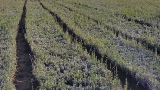 Лавандула разсад смотреть онлайн