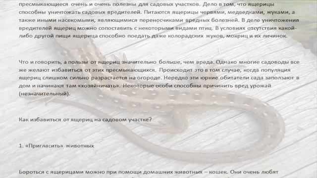 КАК ИЗБАВИТЬСЯ от ЯЩЕРИЦ на ДАЧЕ