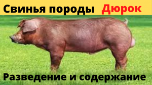 Свинья породы Дюрок. Разведение и содержание свиней породы Дюрок, описание продуктивности