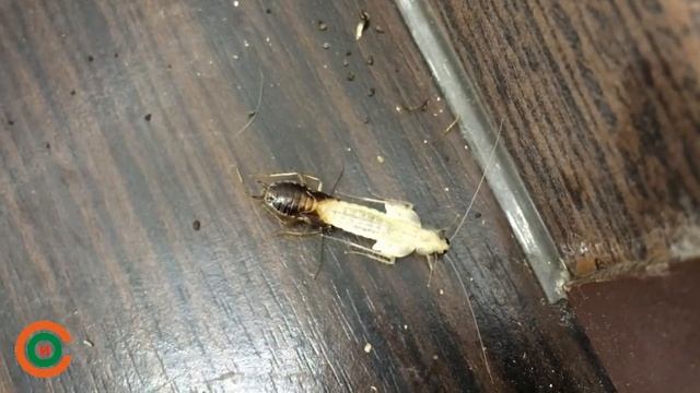 ТАРАКАН / ПЕРЕРОЖДЕНИЕ / МУТАЦИЯ смотреть онлайн