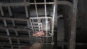 обогрев курятника инфокрасным обогревателем