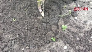 ☘️посадка хосты Galaxy#посадкахосты,PetrNovar#Запорожье#Galaxy#hosta