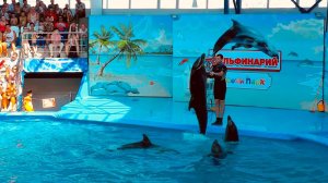 Прыжки дельфинов в замедленной съемке