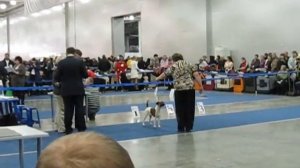 Фокстерьер гладкошерстный Евразия 2012