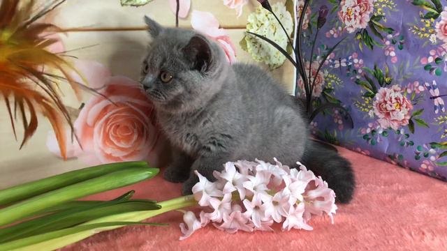Британская кошечка. Отличные крови.