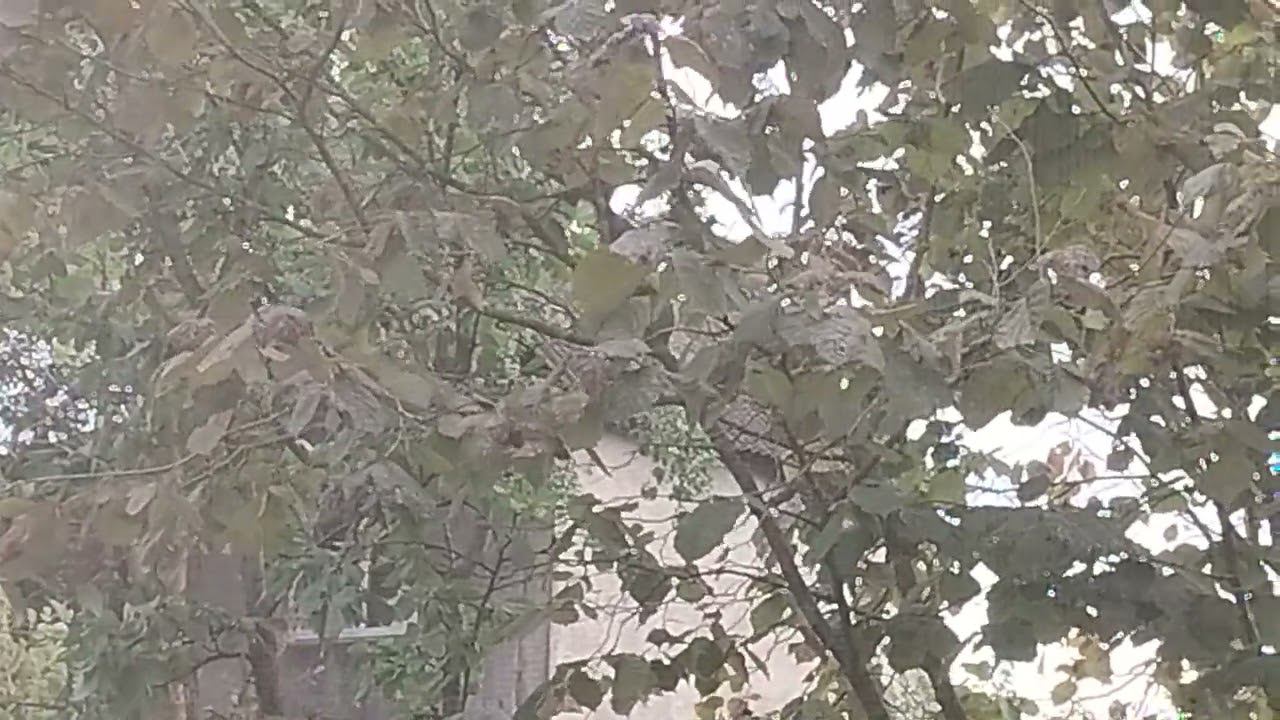 Белка смотреть онлайн