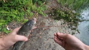 Рыбалка р. Воронеж. Рыбалка на фидер. Караси и лещи .Рыбалка 2023