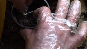 Тыква, семена.  Посадка тыквы на рассаду.