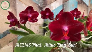 MCL143 Phal. Mituo King ‘Sun’